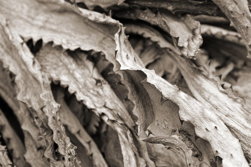 Wilting Plants