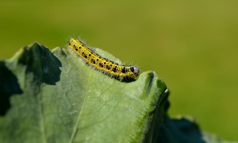 Caterpillars