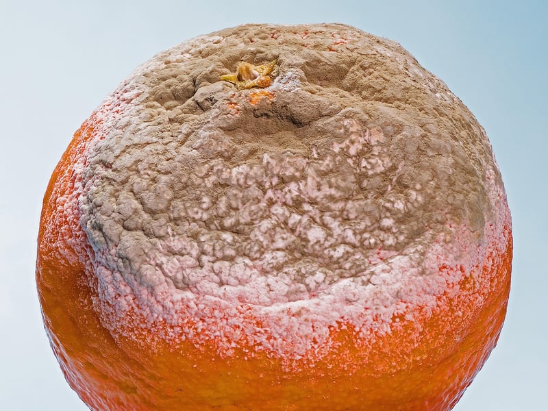 Mold in a home